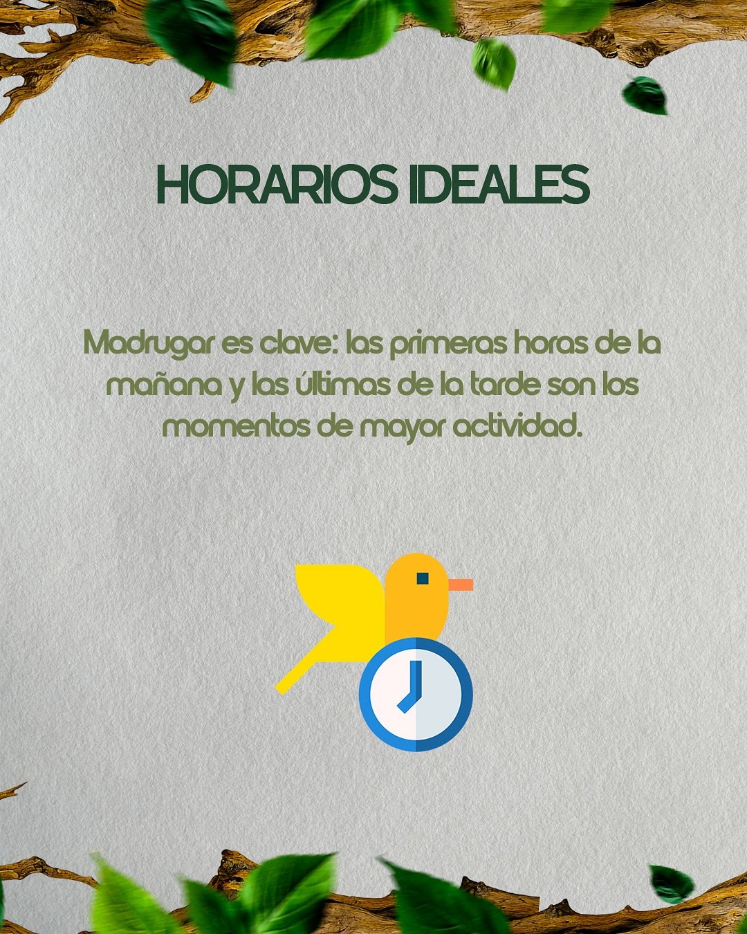 🦜 Si estás por dar tus primeros pasos en la observación de aves, este posteo es para vos.Desliz (4)