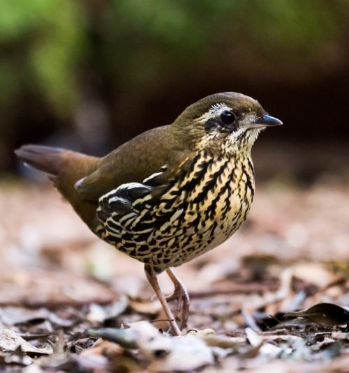 126252541 Claudia Brasileiro 126252541 Claudia Brasileiro