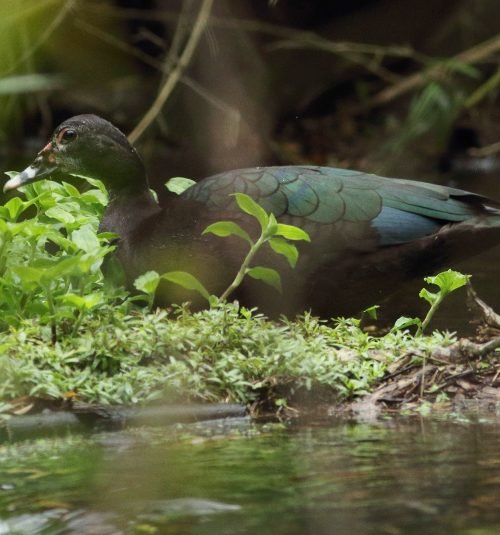 200079691 ML 200079691 ML