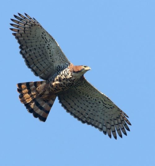 352412181 ML 352412181 ML