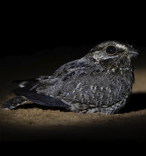 Atajacaminos-Ala-Negra—Eleothreptus-anomalus—©-Ross-Gallardy—ML621857255 Atajacaminos-Ala-Negra---Eleothreptus-anomalus---©-Ross-Gallardy---ML621857255