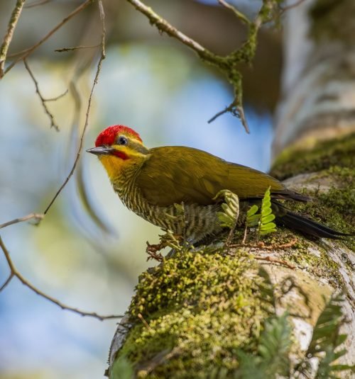 Carpintero Dorado Verdoso – Piculus aurulentus – © Júlio César Machado – ML639460641 Carpintero Dorado Verdoso - Piculus aurulentus - © Júlio César Machado - ML639460641