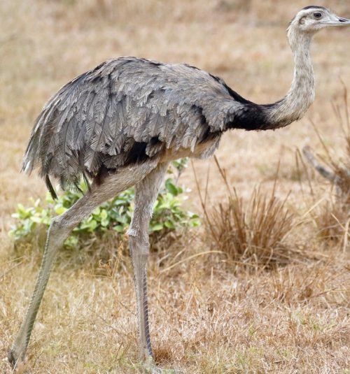 Ñandú – Rhea americana – © Dave Curtis – ML 88756811 Ñandú - Rhea americana - © Dave Curtis - ML 88756811
