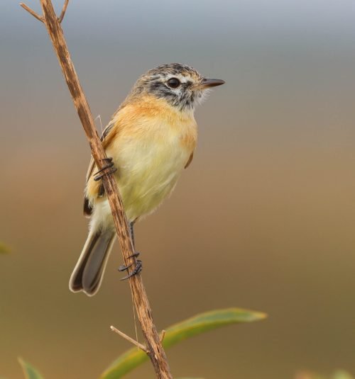 Tachurí canela – Polystictus pectoralis – © Sabina De Lucca Tachurí canela - Polystictus pectoralis - © Sabina De Lucca