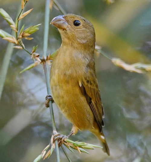 corbatitapi corbatitapi