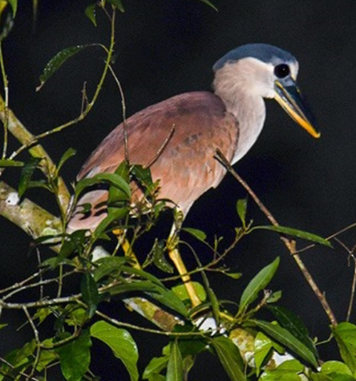 garzacucha garzacucha